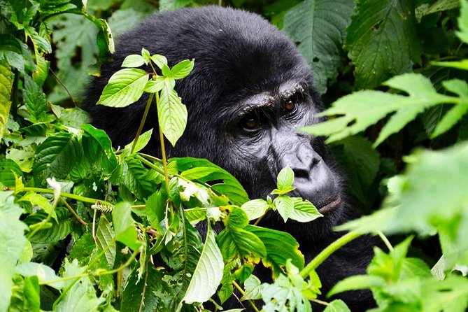 5 days gorilla & Wildlife safari in Uganda - Day 5: Kyambura Gorge chimp tracking, then back to Kampala with an Equator stop