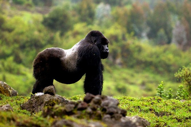 5 days gorilla & Wildlife safari in Uganda - Price and value: what $2,228.72 buys you in real terms