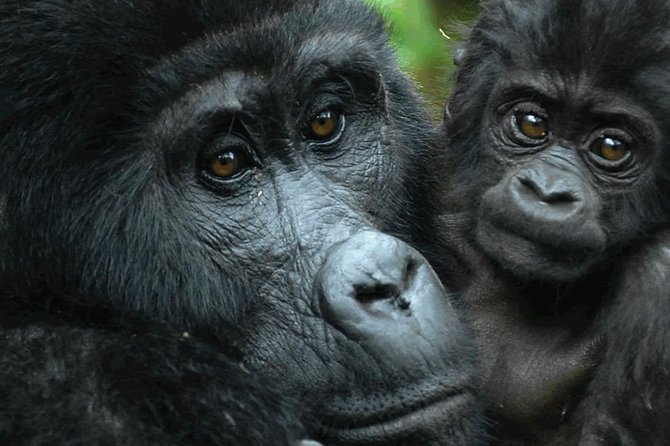 5 days gorilla & Wildlife safari in Uganda - Guides, safety, and comfort on a fast-moving route