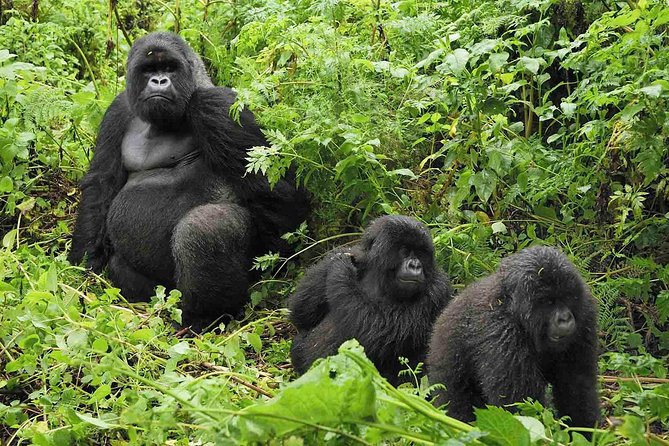 5 days gorilla & Wildlife safari in Uganda - What to pack and what to do with your energy