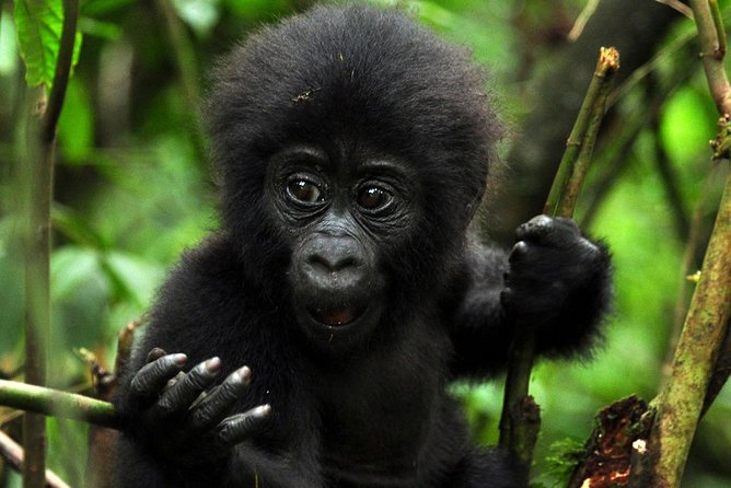 5 days gorilla & Wildlife safari in Uganda - Day 3: Into Queen Elizabeth via Ishasha, then an afternoon game drive