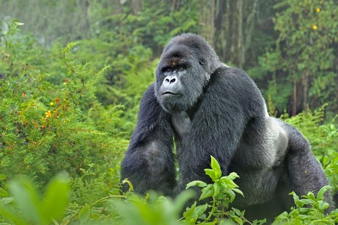 5 days gorillas and chimpanzee tracking - Day 1 in Kibale: settling in near Nyabikere Crater Lake