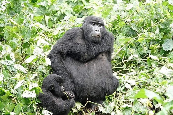 5 days gorillas and chimpanzee tracking - Day 3: toward Bwindi, via Queen Elizabeth scenery and the Kisoro viewpoint