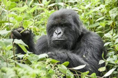 5 days gorillas and chimpanzee tracking