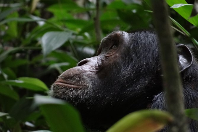 5 days gorillas and chimpanzee tracking - Day 4: Bwindi gorilla trekking, briefing to one-hour moment