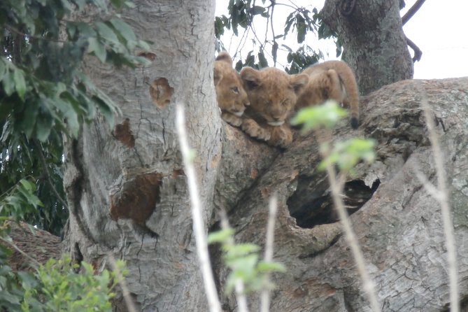 5 days gorillas and chimpanzee tracking - Day 5: return to Kampala and an Equator stop for photos