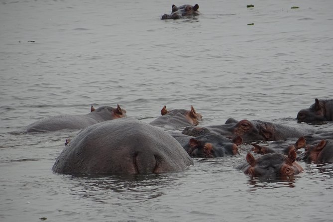 5 Days gorillas and Lion Tour in Uganda - Queen Elizabeth morning game drive plus Kazinga Channel cruise