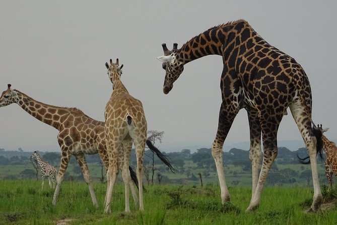 5 Days gorillas and Lion Tour in Uganda - Booking and timing: when this runs