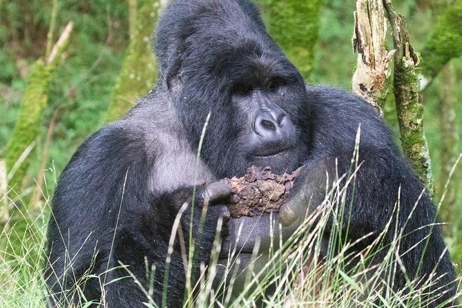 5 Days Uganda Gorilla, Chimpanzee and Wildlife Safari - Why this 5-day mix hits the sweet spot in Uganda