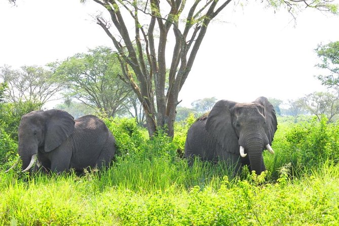 6 Day Gorilla tracking and Wildlife Safari - Day 4 Ishasha Sector in Queen Elizabeth NP: Lions in Trees and an Evening Game Drive