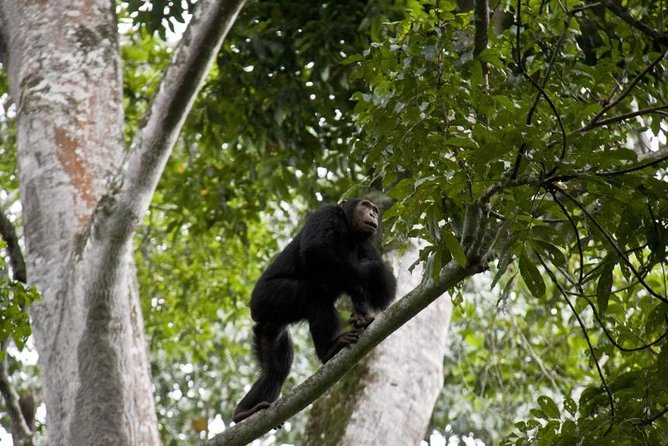 6 Day Gorilla tracking and Wildlife Safari - Day 5 Kyambura Gorge Chimpanzees, Then Kazinga Channel by Boat