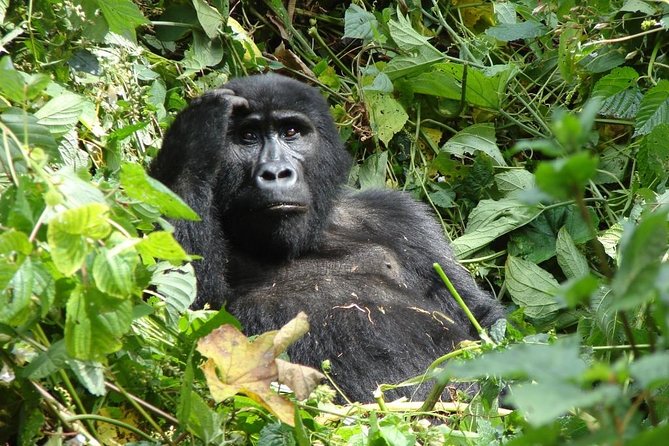 6 Day Gorilla tracking and Wildlife Safari - Day 2 Drive to Bwindi: Green Equator Crafts, Lunch in Mbarara, and a Late Arrival