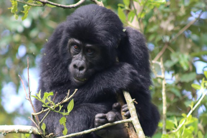 6 Day Gorillas, Golden Monkeys and Chimp Trek at Kibale - Key highlights to look forward to