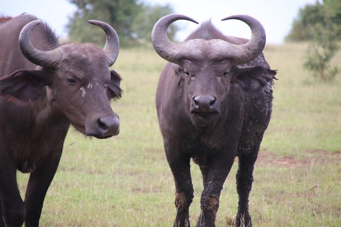 6 Day Gorillas, Golden Monkeys and Chimp Trek at Kibale - Queen Elizabeth Kasenyi Plains: early big mammal time