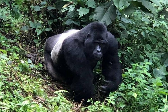 6 Day Gorillas, Golden Monkeys and Chimp Trek at Kibale - Ending in Kigali with sunrise canoeing on Lake Bunyonyi