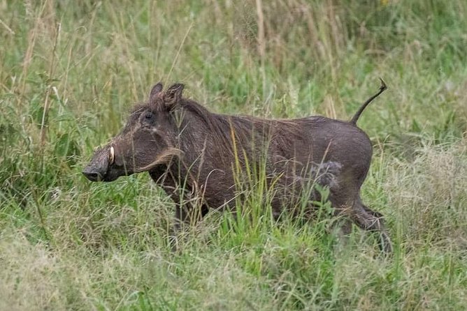 6 Day Gorillas, Golden Monkeys and Chimp Trek at Kibale - Price and value: what you are really paying for