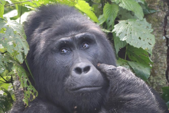 6 Day Gorillas, Golden Monkeys and Chimp Trek at Kibale - Entebbe to Kibale: the road day that sets the tone