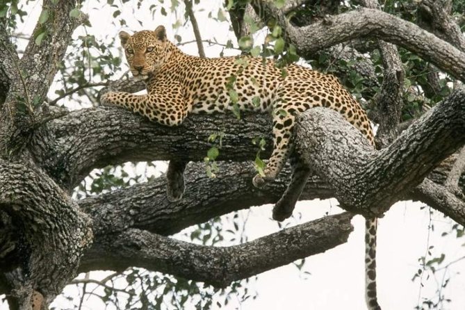 6-Day Murchison Falls, Chimp Trekking and Big Game Combo - Murchison Falls and Zziwa Rhino Sanctuary: Roars, Rapids, and a First Big 5 Fix