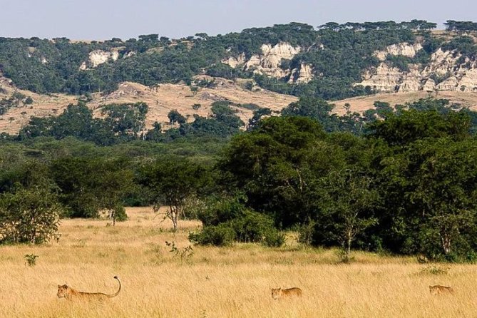 6-Day Murchison Falls, Chimp Trekking and Big Game Combo - Leaving Murchison for Kibale: Timing the View and the Move to Chimp Country