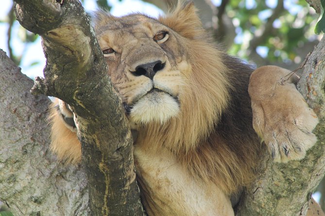 6-Day Queen Elizabeth and Mburo Luxury Safari - Day 3: Early risers, Big Five chances, and the Kazinga Channel boat safari highlight