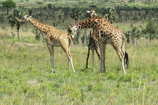 6 Days Chimps, Gorillas & Murchison Falls Africa's Big Five Experience Safari - Key highlights to know before you go