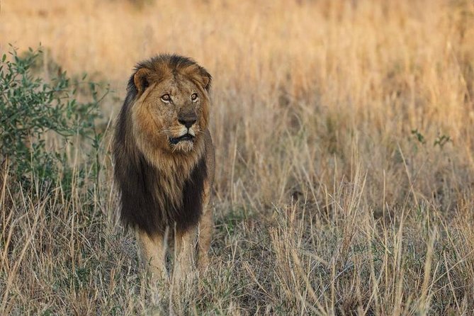 6 Days Chimps, Gorillas & Murchison Falls Africa's Big Five Experience Safari - Northern Delta Nile game drive plus the launch cruise