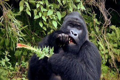 6 Days Chimps, Gorillas & Murchison Falls Africa’s Big Five Experience Safari