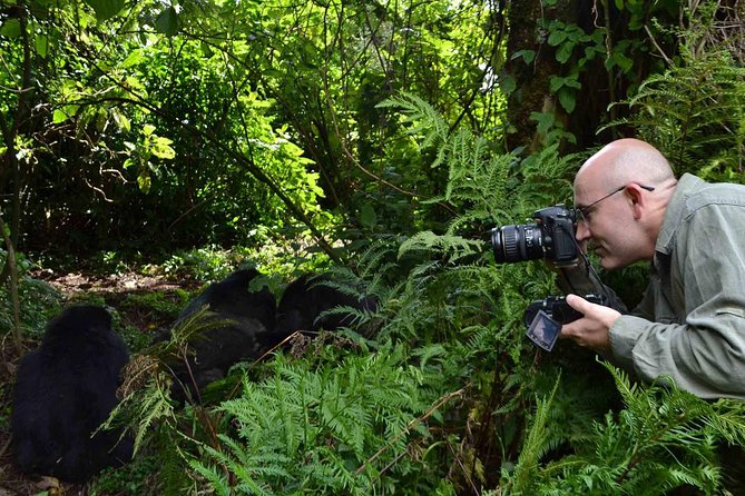 6 Days Chimps, Gorillas & Murchison Falls Africa's Big Five Experience Safari - Kibale Forest National Park: primate focus with serious Rift views