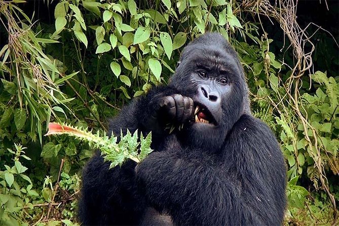 6 Days Chimps, Gorillas & Murchison Falls Africa's Big Five Experience Safari - Rhino Fund Uganda: a sharp way to meet white rhinos