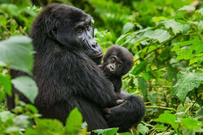 6 Days Uganda Gorilla, Chimps Trekking and Wildlife Safari - What you’ll likely love, and what to watch for