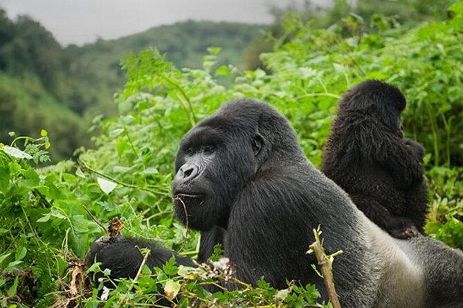 6 Days Uganda Gorilla, Chimps Trekking and Wildlife Safari - Six days in western Uganda: gorillas, chimps, and a full wildlife day
