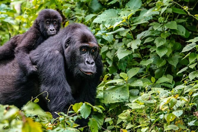 6 Days Uganda Gorilla, Chimps Trekking and Wildlife Safari - Day 6: Entebbe, return flight, and an equator stop