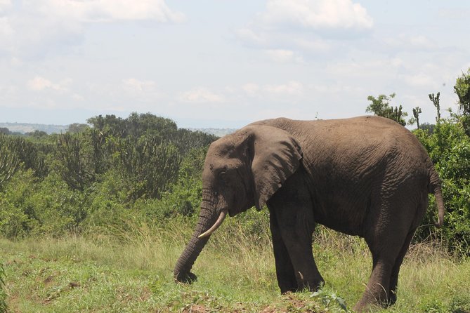 7-Day Murchison Falls, Chimps & Gorilla Trekking - Key highlights worth planning for