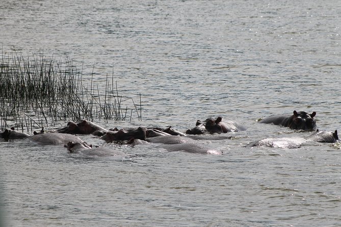 7-Day Murchison Falls, Chimps & Gorilla Trekking - Why this Uganda combo trip works for real life