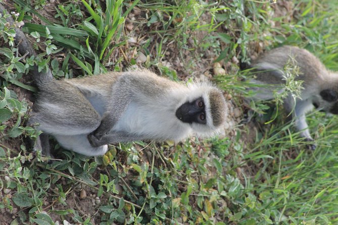 7-Day Murchison Falls, Chimps & Gorilla Trekking - Budongo Forest chimp trekking: primates first, birding bonus second
