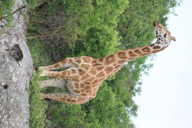 7-Day Murchison Falls, Chimps & Gorilla Trekking - Day 7 back to Entebbe: equator photos and the last stretch