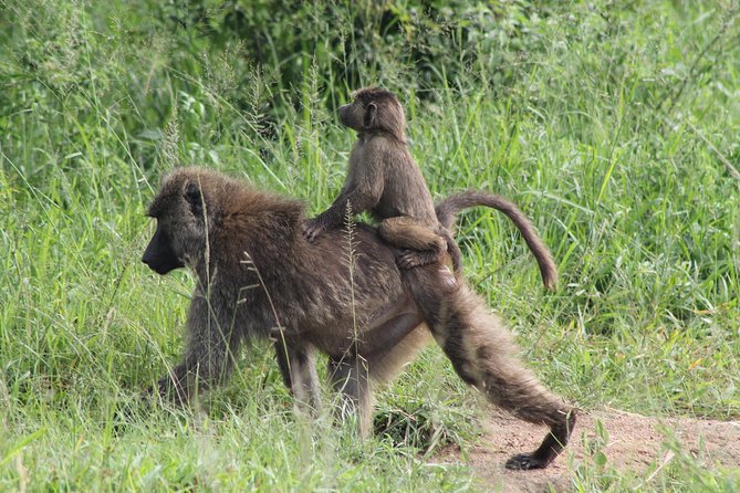 7-Day Murchison Falls, Chimps & Gorilla Trekking - Murchison Falls: the roar, the plains, and the bird list you will actually remember