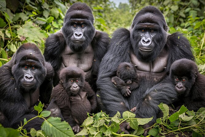 7-Day Private Uganda Gorilla Tracking Safari Tour From Entebbe - Key highlights from this 7-day private Uganda circuit