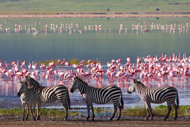 7-Day Private Uganda Gorilla Tracking Safari Tour From Entebbe - Arriving in Entebbe and easing into Lake Victoria time