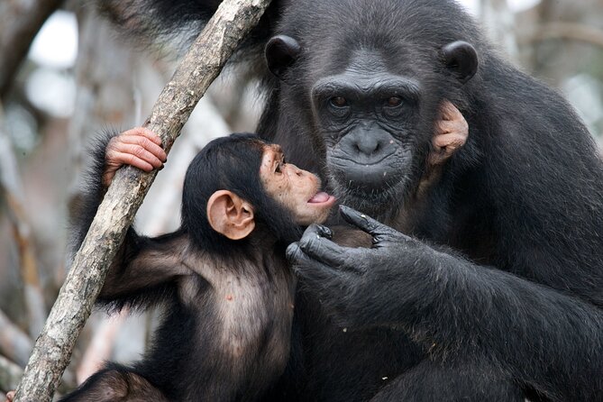 7-Day Private Uganda Gorilla Tracking Safari Tour From Entebbe - Queen Elizabeth game drive and Kazinga Channel wildlife from the water