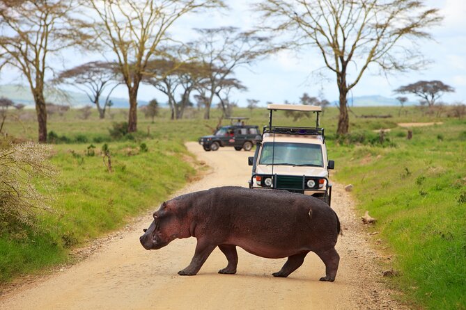 7-Day Private Uganda Gorilla Tracking Safari Tour From Entebbe - Gorilla tracking in Bwindi: the briefing, the hike range, and what to bring