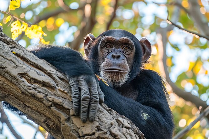 7-Day Private Uganda Gorilla Tracking Safari Tour From Entebbe - Lake Mburo National Park for zebras, giraffes, and a 2-hour cruise