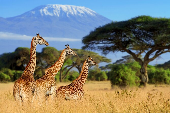7-Day Private Uganda Gorilla Tracking Safari Tour From Entebbe - Returning to Entebbe on day seven, plus how the private plan helps