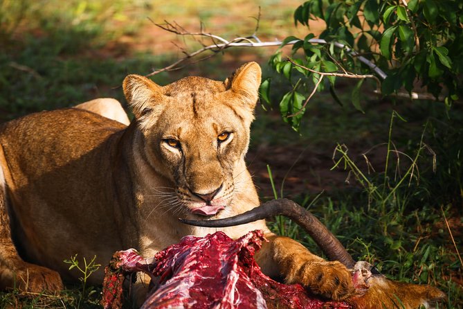 7-Day Uganda Adventure Safari - Midrange Lodges - Fort Portal stretch: where your comfort and timing matter