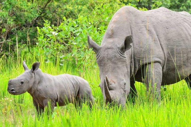 7-Day Uganda Adventure Safari - Midrange Lodges - Returning to Kampala and Entebbe: make the timing work for your flight