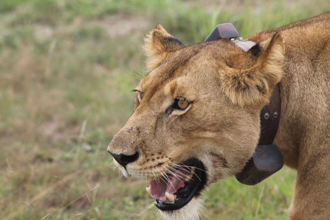 7-Day Wildlife Adventure Safari - Planning Your North Uganda Wildlife Route Like a Pro