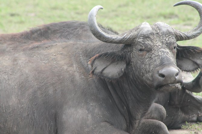 7-Day Wildlife Adventure Safari - Day 2: Pian Upe Sunrise Drives, Cheetah Chances, and Karamajong Culture