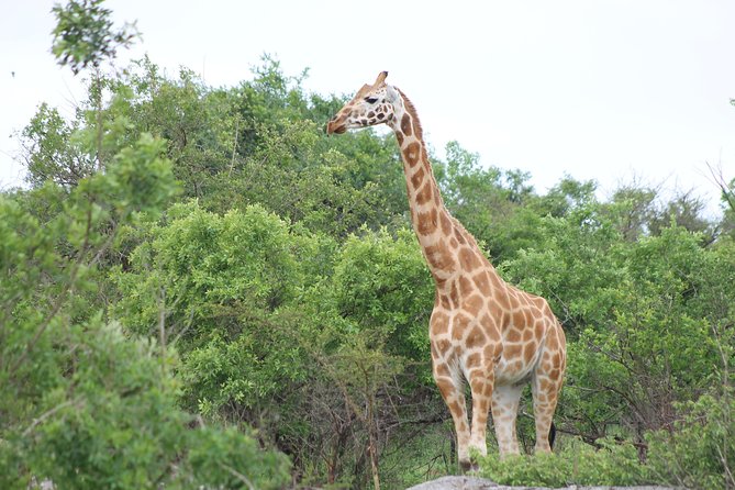 7-Day Wildlife Adventure Safari - Day 4: Narus Valley Morning Game Drive and Kanangorok Hot Springs Birds
