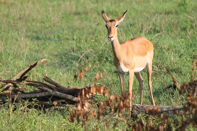 7-Day Wildlife Adventure Safari - Day 3: Crossing Into Kidepo Valley, a More Remote Feeling