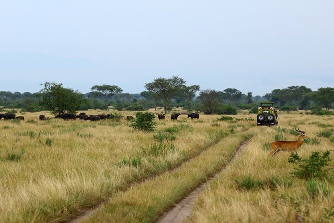 7 Days Flying Gorillas and Wildlife Safari Uganda Private Tour - Where this Uganda circuit really shines: primates, predators, and the Kazinga Channel
